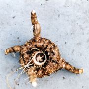 Image of Amorphophallus koratensis  Gagn..