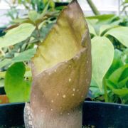 Image of Amorphophallus koratensis  Gagn..