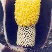 Image of Amorphophallus koratensis  Gagn..