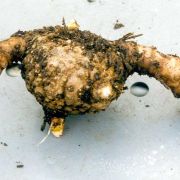 Image of Amorphophallus koratensis  Gagn..