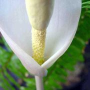 Image of Amorphophallus krausei  Engl..