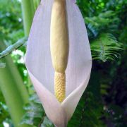 Image of Amorphophallus krausei  Engl..