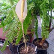 Image of Amorphophallus krausei  Engl..