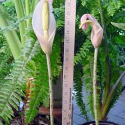 Image of Amorphophallus krausei  Engl..