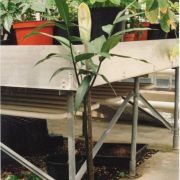 Image of Amorphophallus kuznetsovii  (Serebryanyi) Hett. & C. Claudel.