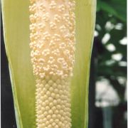 Image of Amorphophallus kuznetsovii  (Serebryanyi) Hett. & C. Claudel.