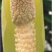 Image of Amorphophallus kuznetsovii  (Serebryanyi) Hett. & C. Claudel.