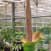 Image of Amorphophallus lambii  Mayo & Widjaja.