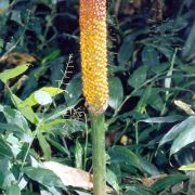 Image of Amorphophallus lambii  Mayo & Widjaja.