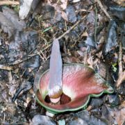 Image of Amorphophallus lambii  Mayo & Widjaja.