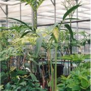 Image of Amorphophallus lanceolatus  (Serebryanyi) Hett. & C. Claudel.