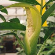 Image of Amorphophallus lanceolatus  (Serebryanyi) Hett. & C. Claudel.