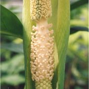 Image of Amorphophallus lanceolatus  (Serebryanyi) Hett. & C. Claudel.