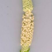 Image of Amorphophallus lanceolatus  (Serebryanyi) Hett. & C. Claudel.