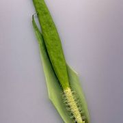 Image of Amorphophallus lanuginosus  Hett..