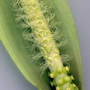 Image of Amorphophallus lanuginosus  Hett..