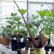 Image of Amorphophallus laoticus  Hett..