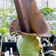 Image of Amorphophallus laoticus  Hett..