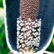 Image of Amorphophallus laoticus  Hett..