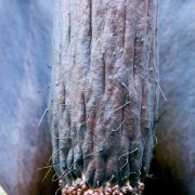 Image of Amorphophallus laoticus  Hett..