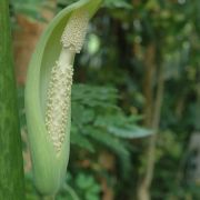 Image of Amorphophallus latifolius  (Serebryanyi) Hett. & C. Claudel.