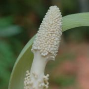 Image of Amorphophallus latifolius  (Serebryanyi) Hett. & C. Claudel.