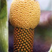 Image of Amorphophallus lewallei  Malaisse & Bamps.