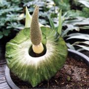 Image of Amorphophallus lewallei  Malaisse & Bamps.