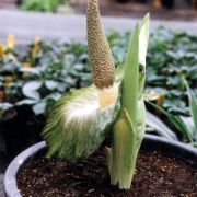 Image of Amorphophallus lewallei  Malaisse & Bamps.