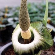 Image of Amorphophallus lewallei  Malaisse & Bamps.