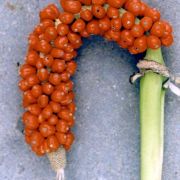 Image of Amorphophallus lewallei  Malaisse & Bamps.