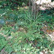 Image of Amorphophallus linearis  Gagn..