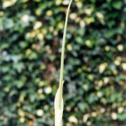 Image of Amorphophallus linearis  Gagn..