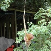 Image of Amorphophallus longicomus  Hett. & Serebryanyi.