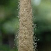 Image of Amorphophallus longicomus  Hett. & Serebryanyi.