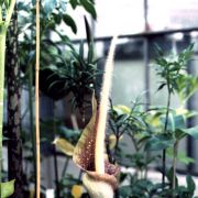 Image of Amorphophallus longicomus  Hett. & Serebryanyi.