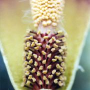 Image of Amorphophallus longicomus  Hett. & Serebryanyi.