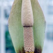 Image of Amorphophallus longituberosus  (Engl.) Engl. & Gehrm..