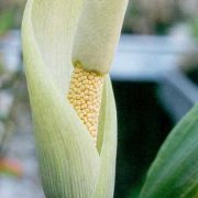 Image of Amorphophallus longituberosus  (Engl.) Engl. & Gehrm..