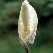 Image of Amorphophallus longituberosus  (Engl.) Engl. & Gehrm..