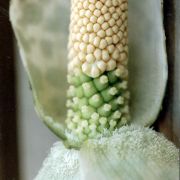 Image of Amorphophallus longituberosus  (Engl.) Engl. & Gehrm..