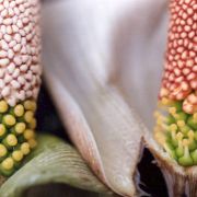 Image of Amorphophallus longituberosus  (Engl.) Engl. & Gehrm..