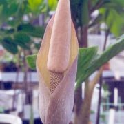 Image of Amorphophallus longituberosus  (Engl.) Engl. & Gehrm..