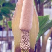 Image of Amorphophallus longituberosus  (Engl.) Engl. & Gehrm..