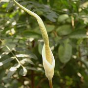 Image of Amorphophallus lunatus  Hett. & M. Sizemore.