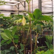 Image of Amorphophallus macrophyllus  (Gagn. ex Serebryanyi) Hett. & C. Claudel.