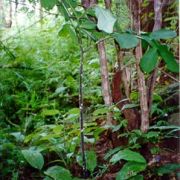 Image of Amorphophallus macrorhizus  Craib.