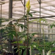 Image of Amorphophallus macrorhizus  Craib.