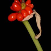 Image of Amorphophallus mangelsdorffii  Bogner.