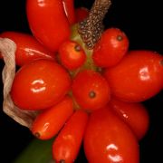 Image of Amorphophallus mangelsdorffii  Bogner.